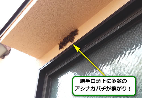 アシナガバチ駆除勝手口頭上