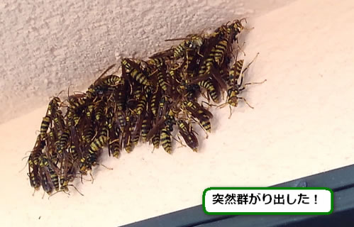 アシナガバチ駆除勝手口群がり