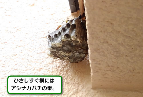 アシナガバチの巣駆除勝手口