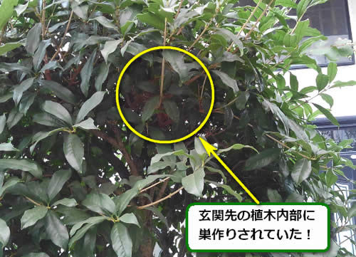 スズメバチ駆除植木内部