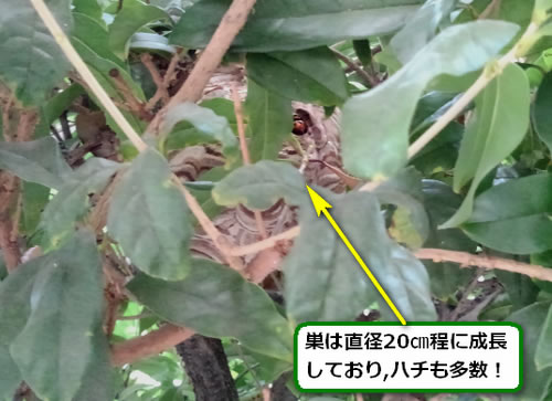 スズメバチの巣駆除植木内部