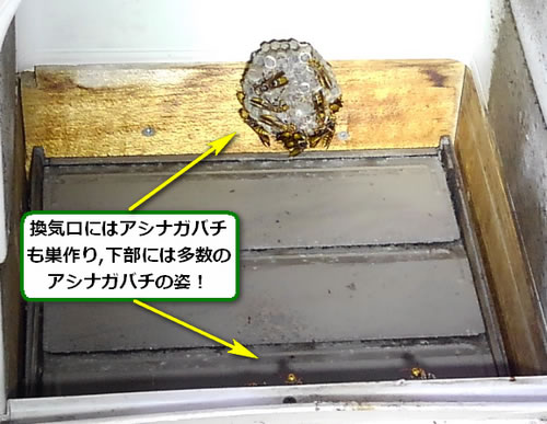 アシナガバチの巣駆除換気口