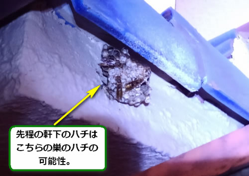 アシナガバチの巣駆除軒下死角