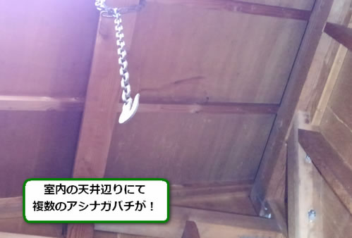 アシナガバチ駆除室内天井