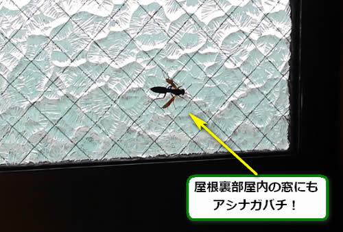 アシナガバチ駆除屋根裏部屋