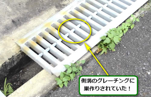 アシナガバチ駆除グレーチング