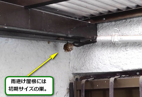 アシナガバチの巣駆除初期