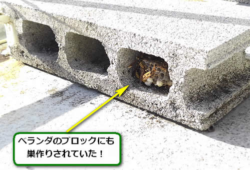 アシナガバチ駆除ベランダ