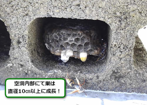 アシナガバチの巣駆除ベランダ
