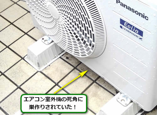 アシナガバチ駆除玄関先