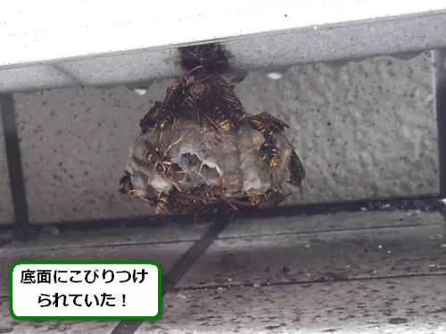 アシナガバチの巣駆除玄関先