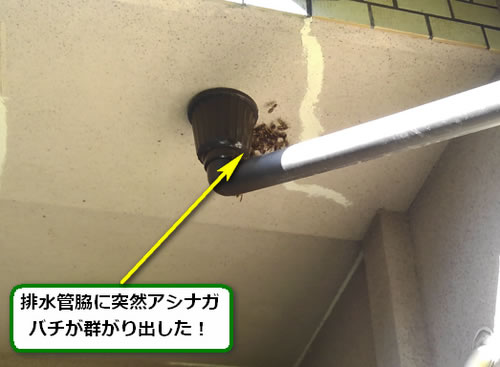 アシナガバチ駆除排水管