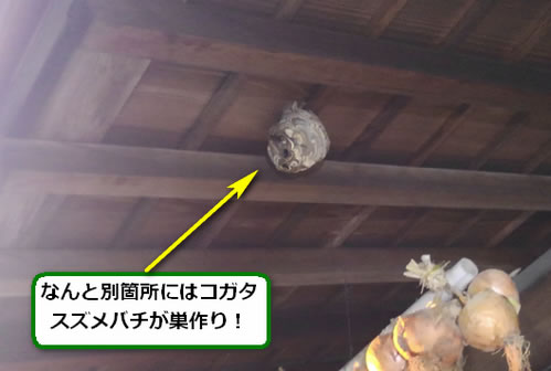 コガタスズメバチ駆除軒下