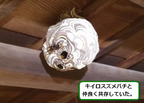 コガタスズメバチの巣駆除軒下