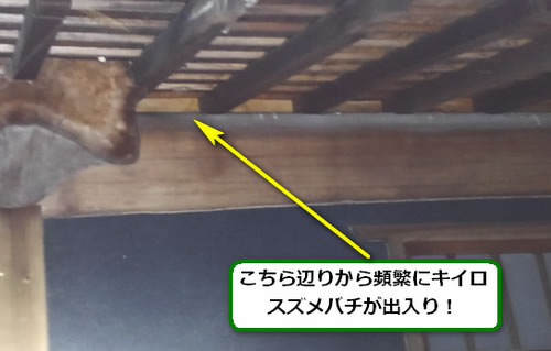 キイロスズメバチ駆除屋根裏
