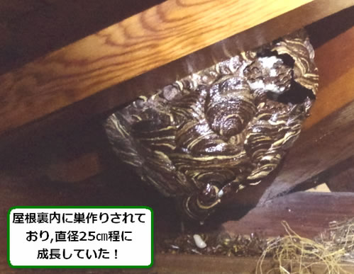 キイロスズメバチの巣駆除屋根裏
