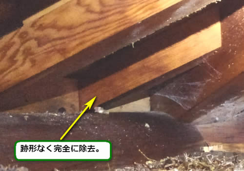 キイロスズメバチの巣完全撤去