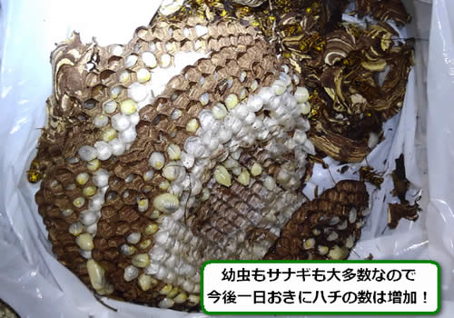 キイロスズメバチの巣幼虫多数
