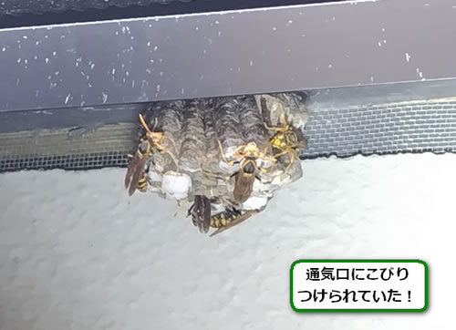 アシナガバチの巣駆除外壁