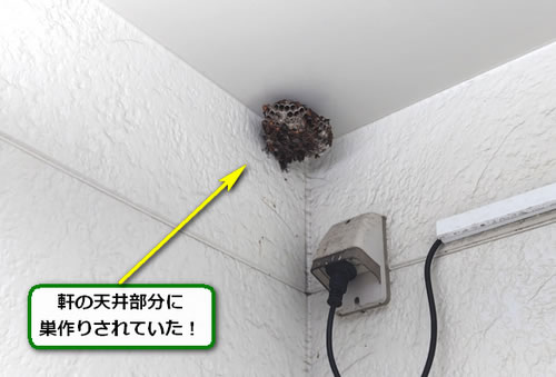 アシナガバチ駆除軒天井
