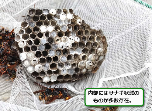 アシナガバチの巣内部