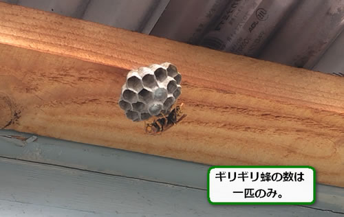 アシナガバチ巣トタン