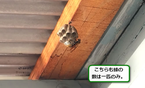 アシナガバチ巣ベランダ