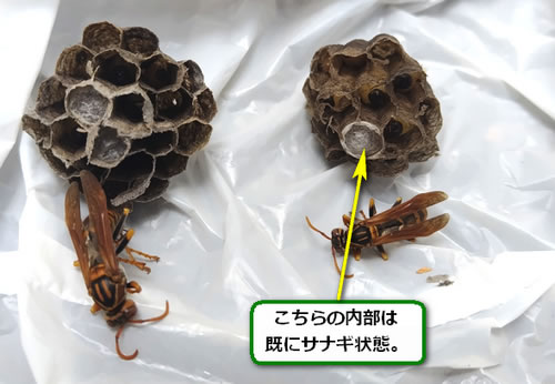 アシナガバチサナギ