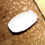 ミツバチ巣標準サイズ