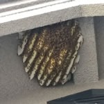 ミツバチ巣3枚以上