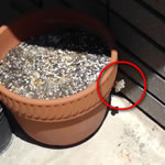 すぐに除去出来る箇所