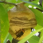 スズメバチ巣標準サイズ