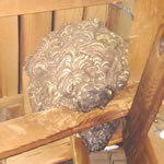 屋根裏スズメバチ駆除